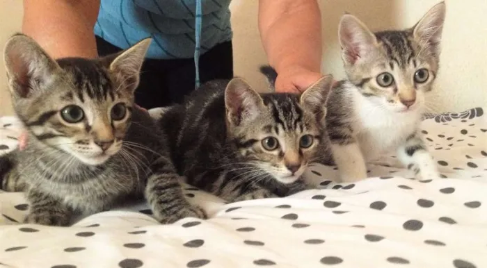 Gato ra a - idade 2 a 6 meses nome Filhotes