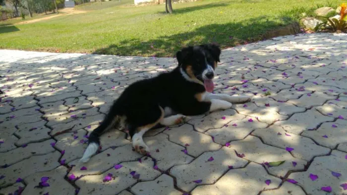 Cachorro raça Barder collie idade 2 a 6 meses nome Luna