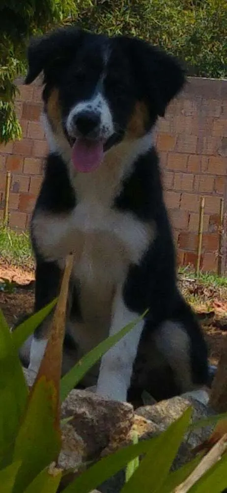 Cachorro raça Barder collie idade 2 a 6 meses nome Luna