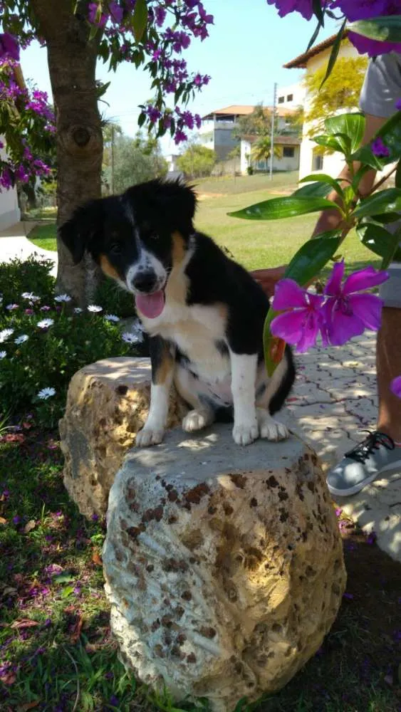 Cachorro raça Barder collie idade 2 a 6 meses nome Luna