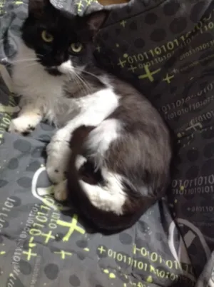 Gato raça SRD idade 2 anos nome Mia