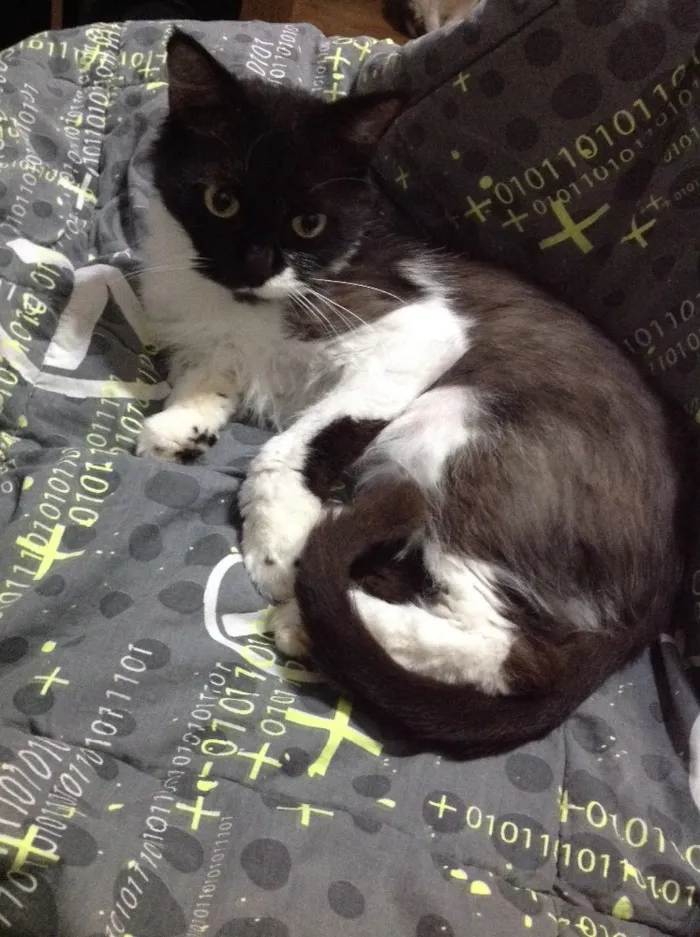 Gato ra a SRD idade 2 anos nome Mia