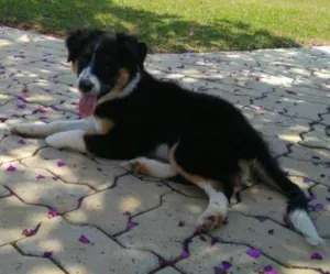 Cachorro raça Barder collie idade 2 a 6 meses nome Luna