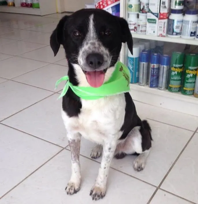 Cachorro ra a SRD idade 2 anos nome Menino 
