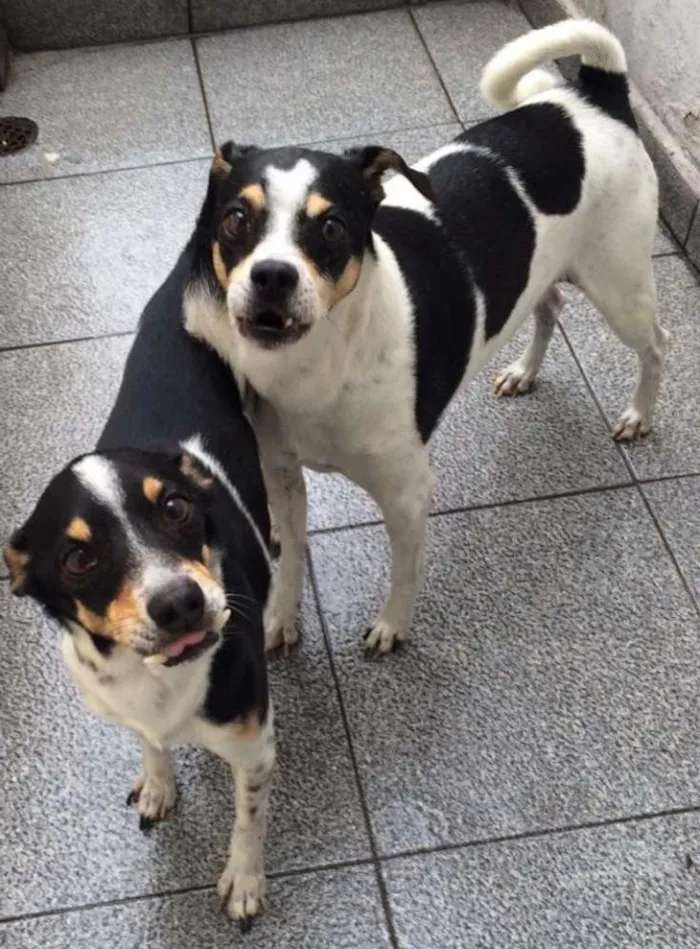 Cachorro ra a fox paulistinha idade 6 ou mais anos nome tiquinho 