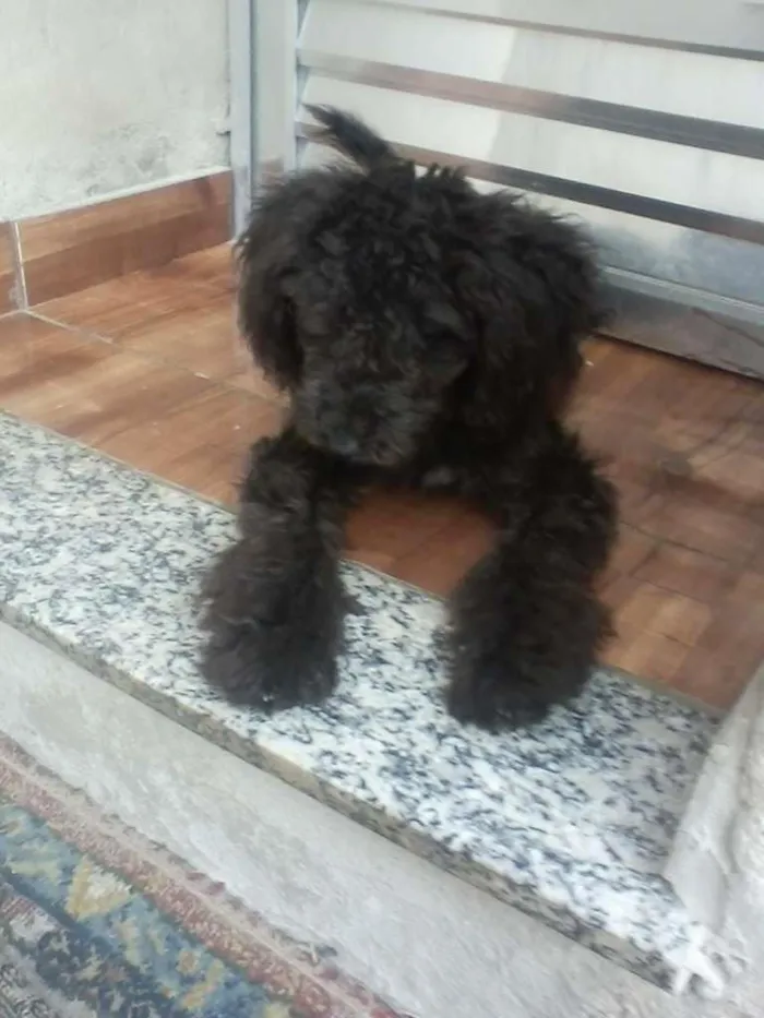 Cachorro raça Puddle idade 2 a 6 meses nome Apollo