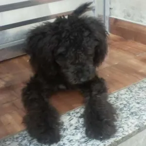 Cachorro raça Puddle idade 2 a 6 meses nome Apollo