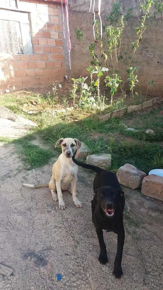 Cachorro raça Não definida idade 2 a 6 meses nome Cristal