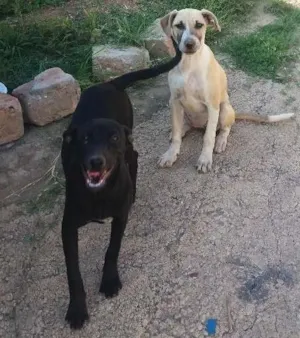 Cachorro raça Não definida idade 2 a 6 meses nome Cristal