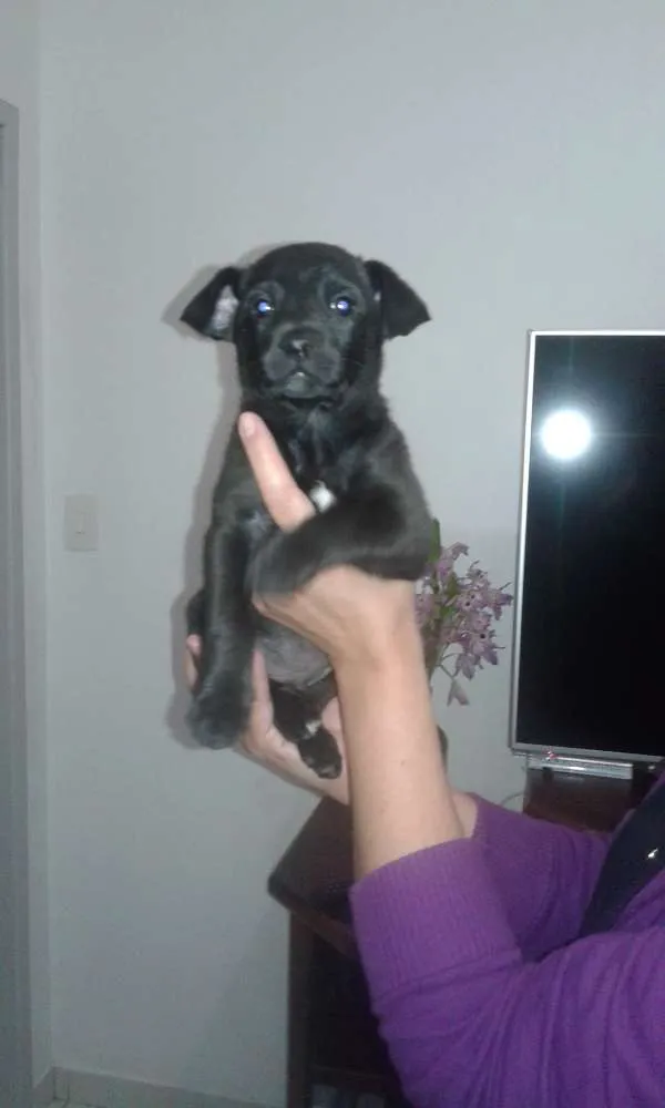 Cachorro ra a indefinida idade Abaixo de 2 meses nome sem nome