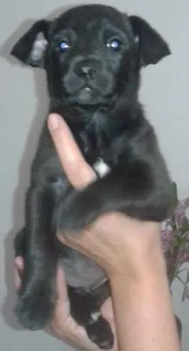 Cachorro ra a indefinida idade Abaixo de 2 meses nome sem nome