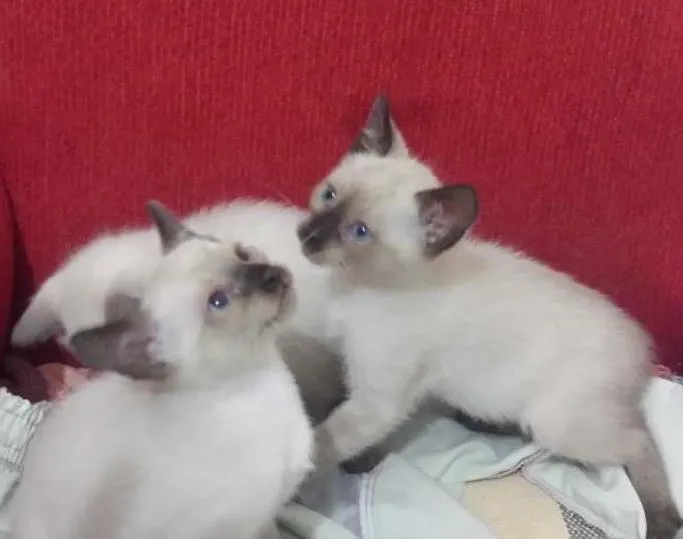 Gato raça Siamês idade Abaixo de 2 meses nome Dartanhan, Brady 