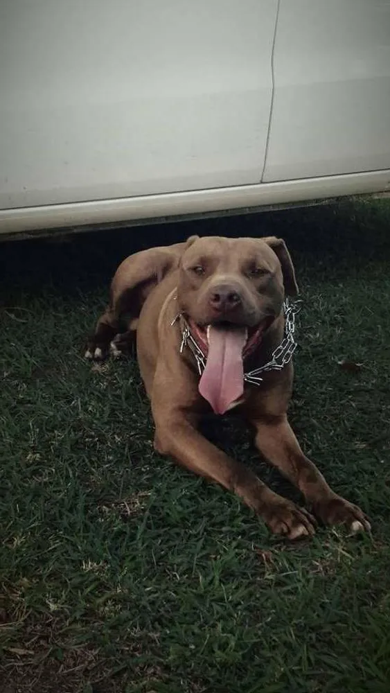 Cachorro ra a Pit-Bull idade 5 anos nome Vulcão