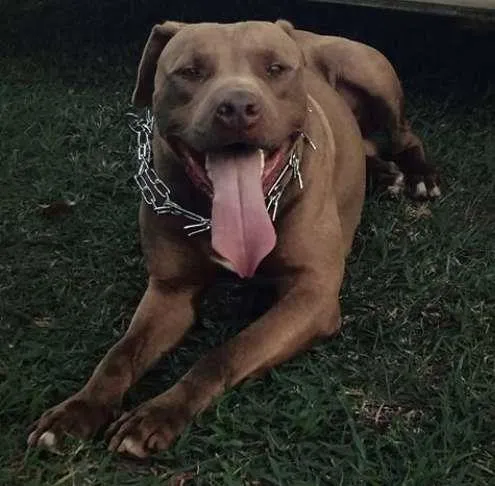 Cachorro ra a Pit-Bull idade 5 anos nome Vulcão
