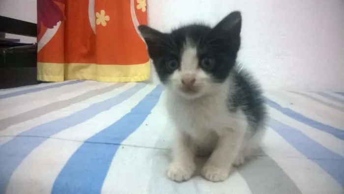 Gato ra a  idade Abaixo de 2 meses nome Filhotes