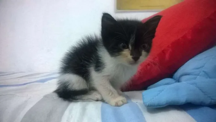 Gato ra a  idade Abaixo de 2 meses nome Filhotes