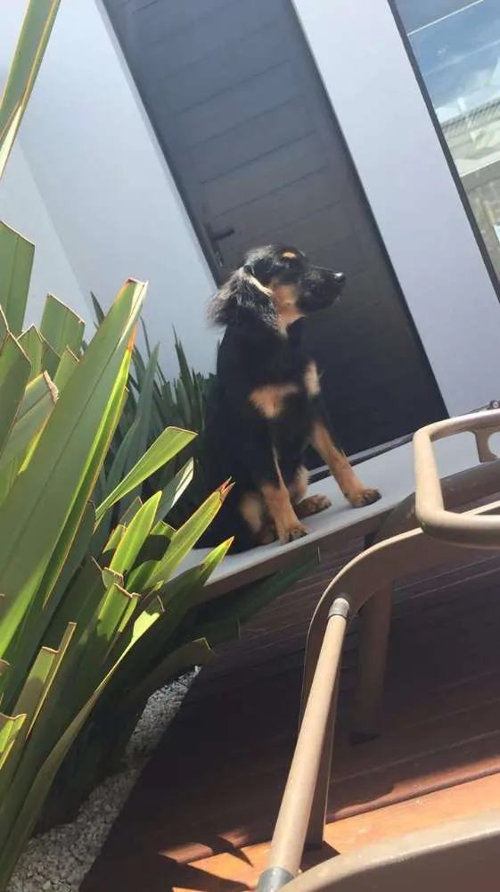 Cachorro ra a SRD idade 2 a 6 meses nome Fru