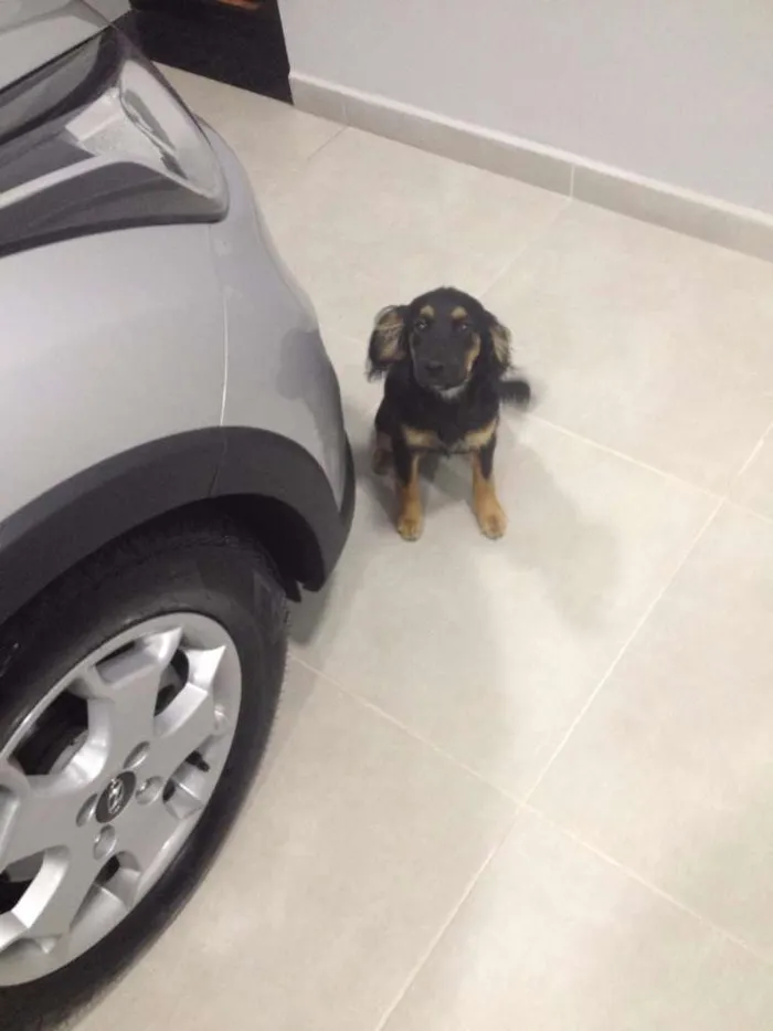 Cachorro ra a SRD idade 2 a 6 meses nome Fru