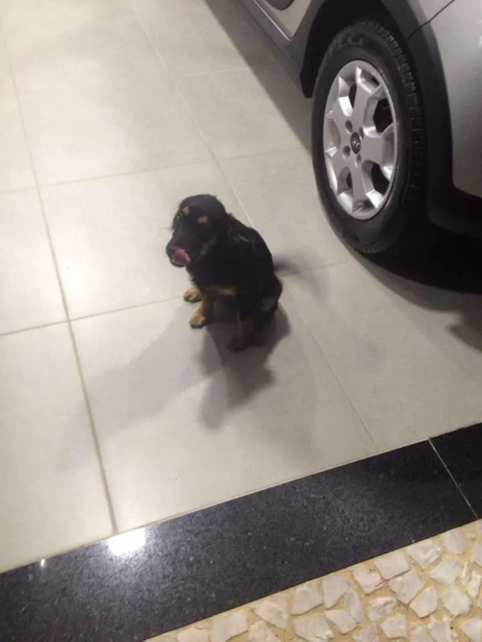 Cachorro ra a SRD idade 2 a 6 meses nome Fru
