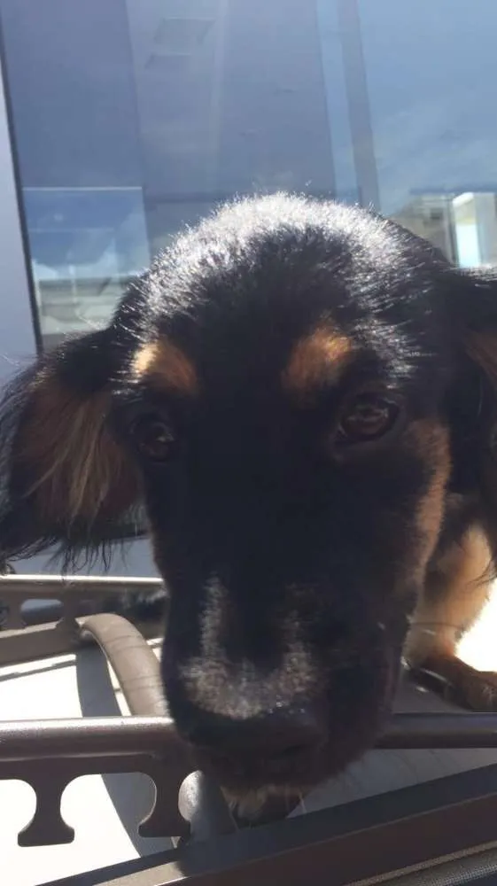 Cachorro ra a SRD idade 2 a 6 meses nome Fru
