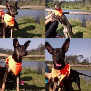 Cachorro raça SRD idade 2 a 6 meses nome Lele
