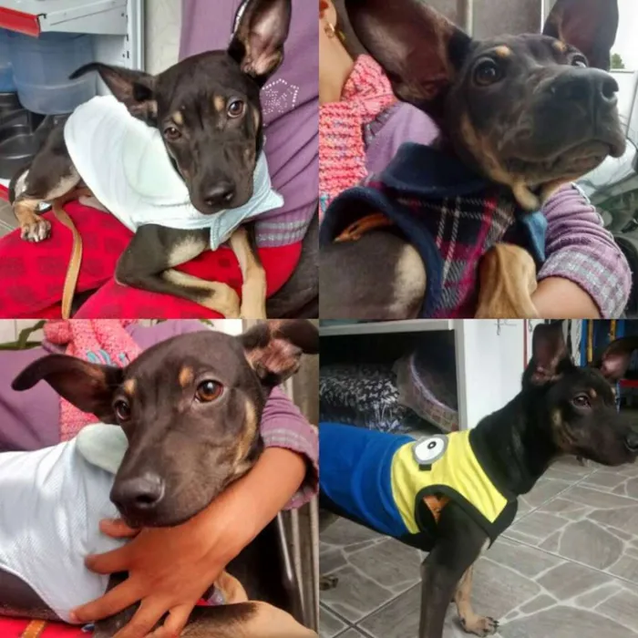 Cachorro ra a SRD idade 2 a 6 meses nome Lele