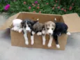 5 filhotes