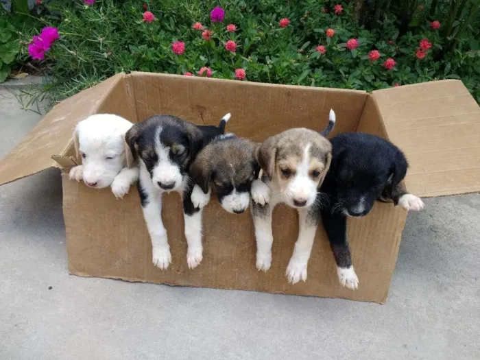 Cachorro raça  idade Abaixo de 2 meses nome 5 filhotes
