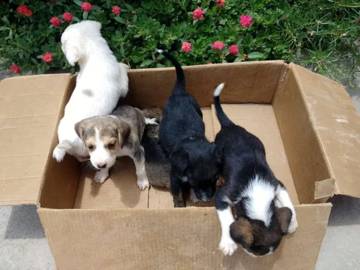 Cachorro raça  idade Abaixo de 2 meses nome 5 filhotes