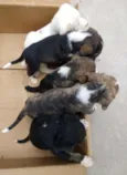 5 filhotes