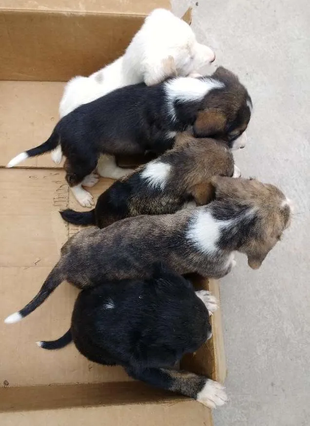 Cachorro raça  idade Abaixo de 2 meses nome 5 filhotes