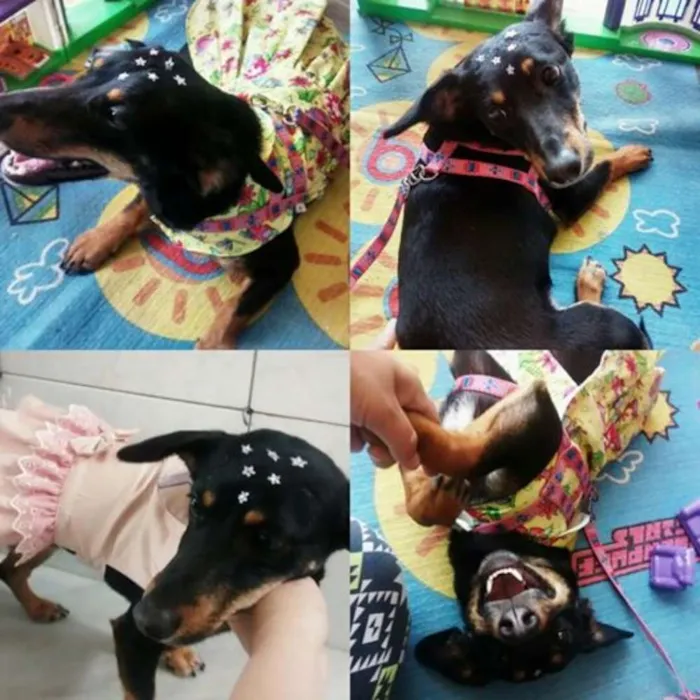 Cachorro ra a Basset-Cofap idade 1 ano nome Sara
