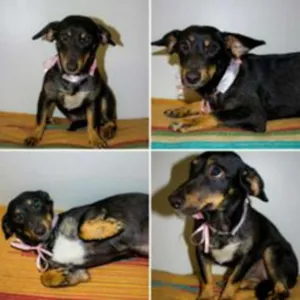 Cachorro raça Basset-Cofap idade 1 ano nome Sara