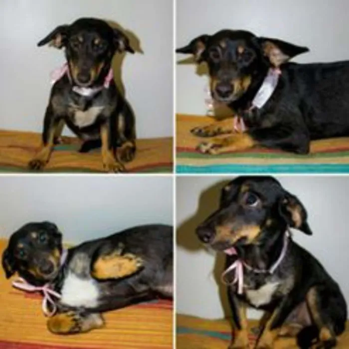 Cachorro ra a Basset-Cofap idade 1 ano nome Sara