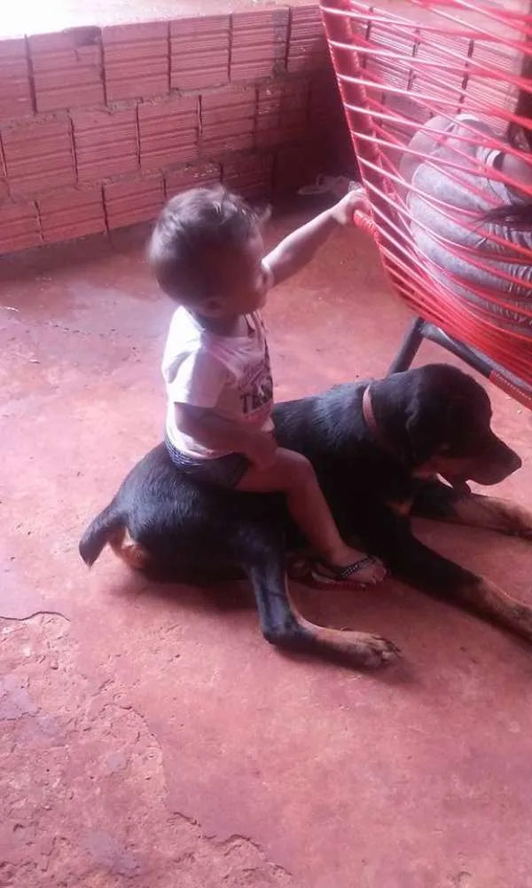Cachorro ra a Rottweiler idade 1 ano nome chinelo GRATIFICA