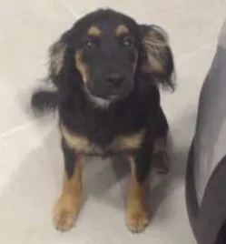 Cachorro raça SRD idade 2 a 6 meses nome Fru