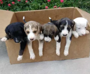 Cachorro raça  idade Abaixo de 2 meses nome 5 filhotes