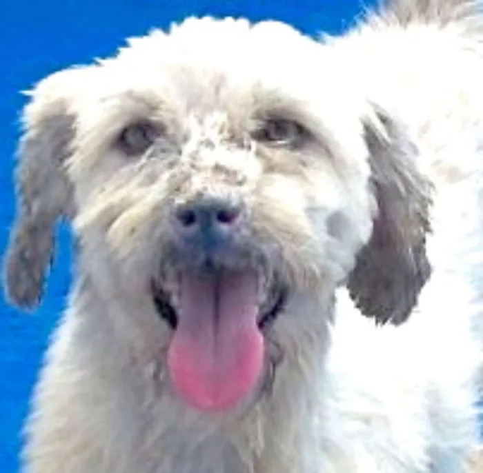 Cachorro raça  idade 5 anos nome Lucas