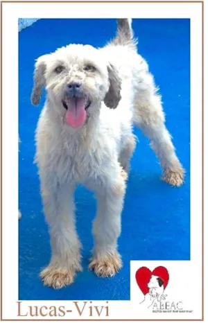 Cachorro raça  idade 5 anos nome Lucas