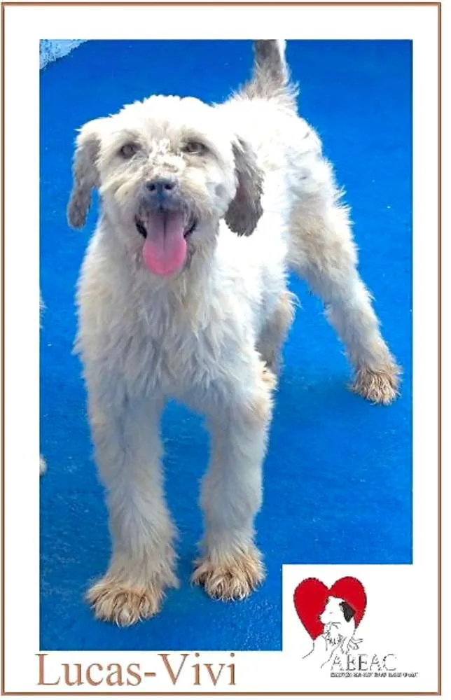 Cachorro raça  idade 5 anos nome Lucas