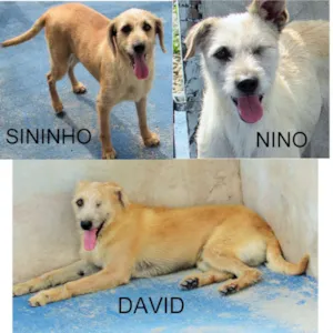 Cachorro raça  idade 5 anos nome Sininho, Nino e Davi