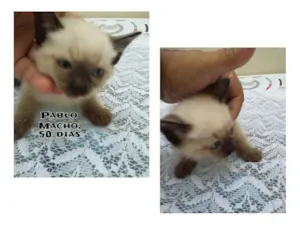 Gato raça SRD idade Abaixo de 2 meses nome Pablo