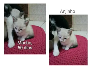 Gato raça SRD idade Abaixo de 2 meses nome Anjinho