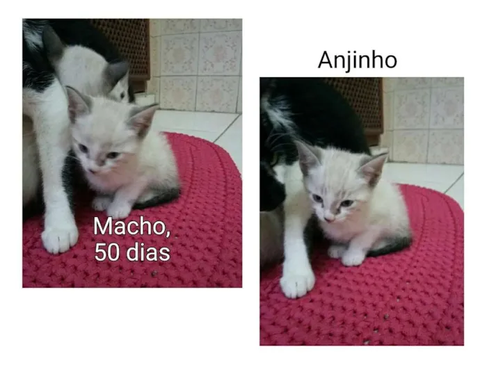 Gato ra a SRD idade Abaixo de 2 meses nome Anjinho