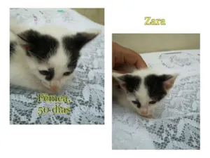 Gato raça SRD idade Abaixo de 2 meses nome Zara