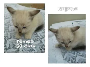 Gato raça SRD idade 2 a 6 meses nome Nojinho