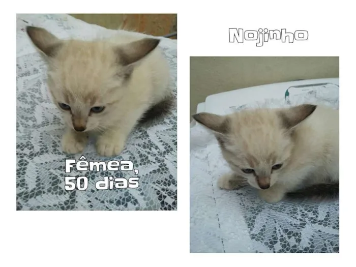 Gato ra a SRD idade 2 a 6 meses nome Nojinho