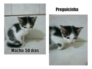 Gato raça SRD idade Abaixo de 2 meses nome Preguicinha