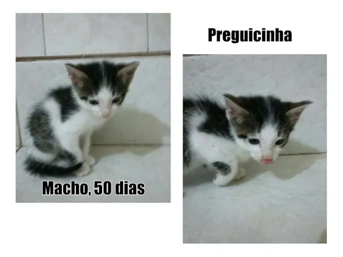 Gato ra a SRD idade Abaixo de 2 meses nome Preguicinha