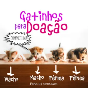 Gato raça  idade Abaixo de 2 meses nome Clara